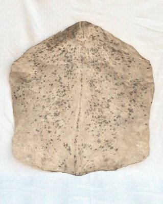 Mottled white Sahel djembe goat skin thick