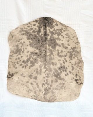 Mottled white Sahel djembe goat skin very thick
