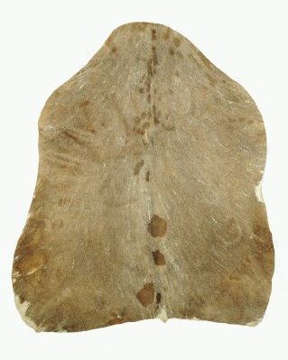 Shaved Sahel djembe drum goat skin semi-thick