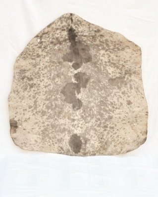Mottled white Sahel djembe goat skin thick