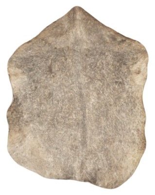 Speckled brown Sahel djembe goat skin thin