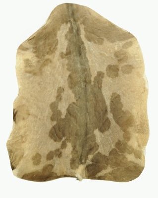 Shaved Sahel djembe drum goat skin very thick
