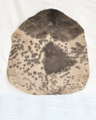 Mottled white Sahel djembe goat skin very thick